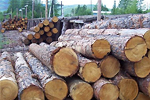 Экспорт сибирского леса растет