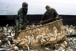 Южно-Сахалинские рыбаки готовят забастовку