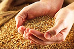 В России собрали 61,4 млн тонн зерна и посеяли 12,1 млн га озимых