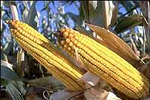 В Беларуси открыли лучший кукурузный завод