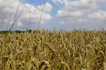 Россия продлила мораторий на экспорт зерна до лета 2011 года