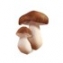 Белые грибы быстрозамороженные