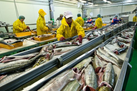 В правительстве РФ утверждены льготы для дальневосточных рыбохозяйственных организаций