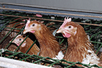 Тувинские птицефабрики засияют «солнечным светом»