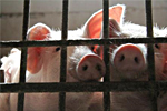 «Rurik A/S» поможет России решить проблемы с импортом свинины