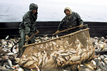 Государство просубсидирует рыбных фермеров