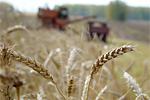 В Волгоградской области погибла треть урожая