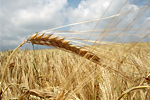 Союз зернопроизводителей просит мораторий на уплату процентов по кредитам
