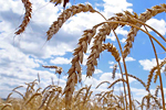 ФАС требует создать зерновую биржу