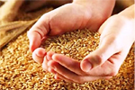Рынки отреагировали на запрет экспорта зерна из России