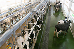 В Ярославской области построят молочно-товарный комплекс