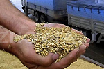 Правительство разрешило вывоз гуманитарного зерна из страны