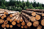 Канада займется лесопереработкой в Бурятии