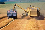 В России намолочено 55 миллионов тонн зерна