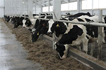 Молочный комплекс стоимостью 135 млн. руб. введен в Курской области