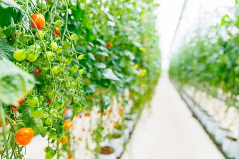 В Октябрьском районе Приморья появится круглогодичный тепличный комплекс за 62 млн рублей